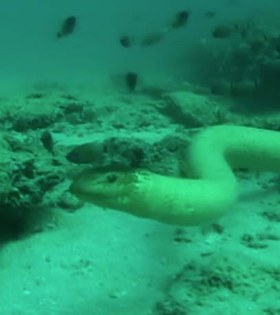 Australia's Deadliest Sea Creatures - Grainger TV